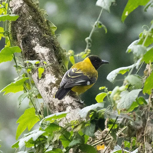 Mountain Oriole (Oriolus percivali)