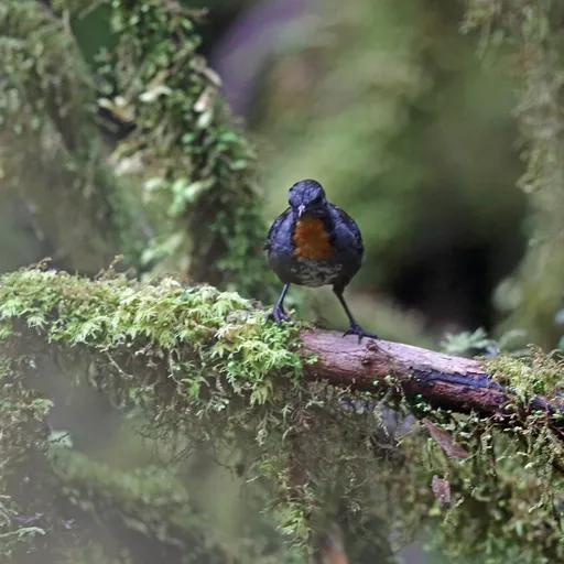 Papuan Logrunner (Orthonyx novaeguineae)