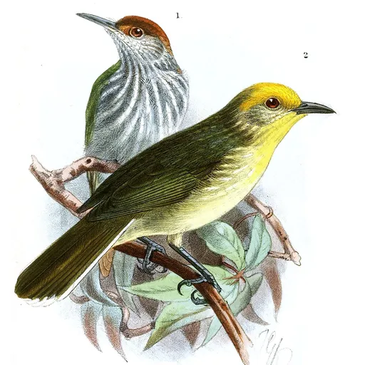 Trilling Tailorbird (Orthotomus chloronotus)