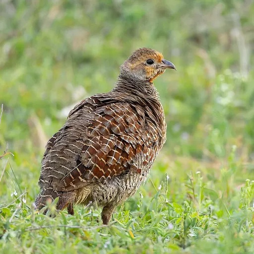 Grey Francolin (Ortygornis pondicerianus)