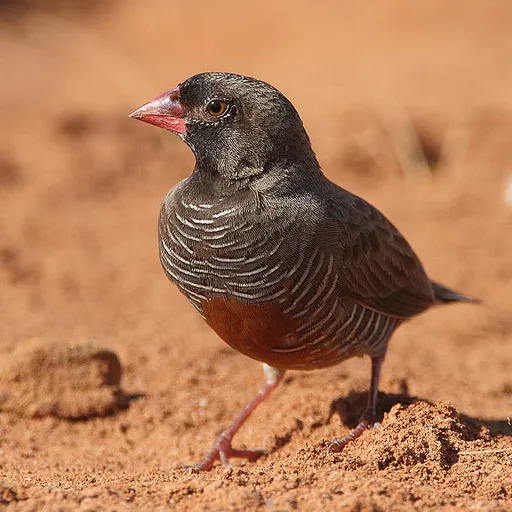 Quailfinch (Ortygospiza atricollis)