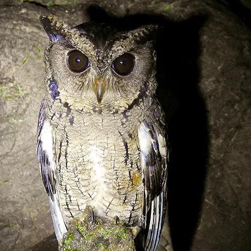 Indian Scops Owl (Otus bakkamoena)