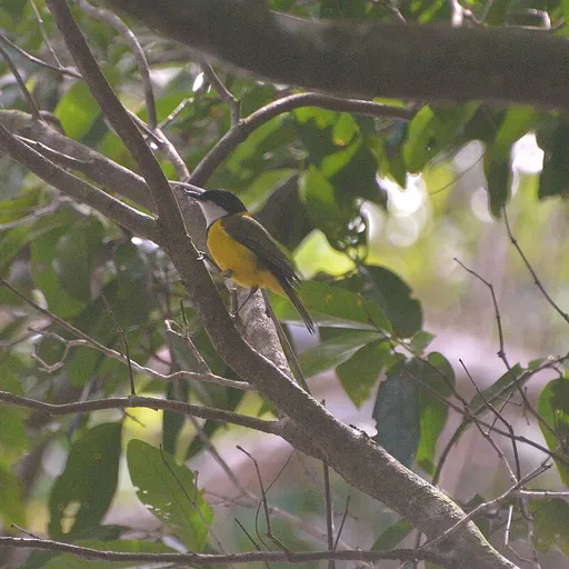 Melanesian Whistler (Pachycephala chlorura)