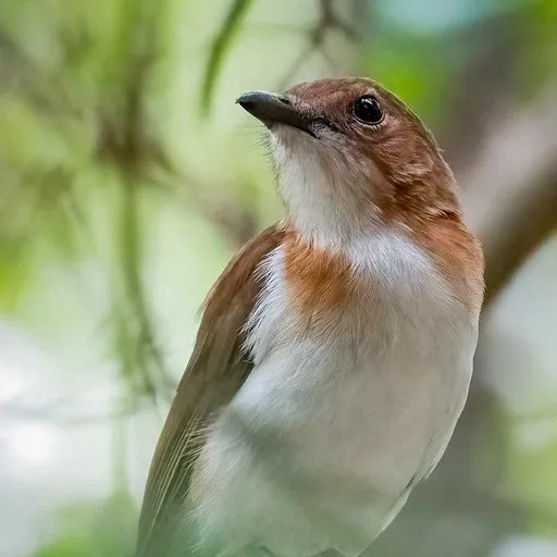 White-vented Whistler (Pachycephala homeyeri)