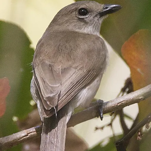 Grey Whistler (Pachycephala simplex)