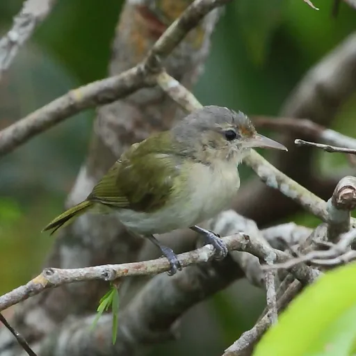 Buff-cheeked Greenlet (Pachysylvia muscicapina)