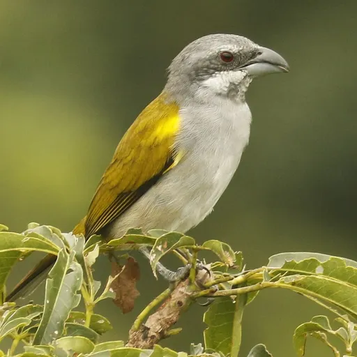 Yellow-shouldered Grosbeak (Parkerthraustes humeralis)