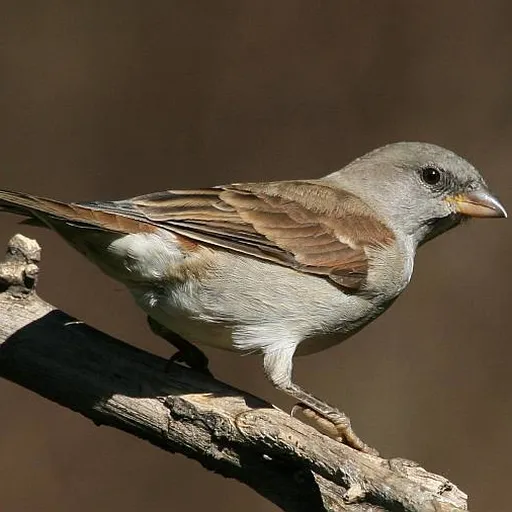Southern Grey-headed Sparrow (Passer diffusus)