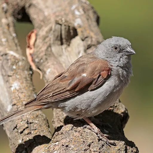 Swainson's Sparrow (Passer swainsonii)