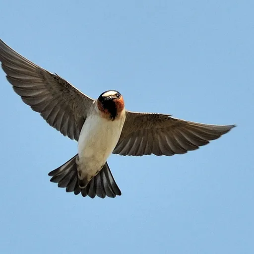 American Cliff Swallow (Petrochelidon pyrrhonota)