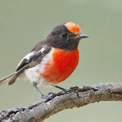 Red-capped Robin (Petroica goodenovii)