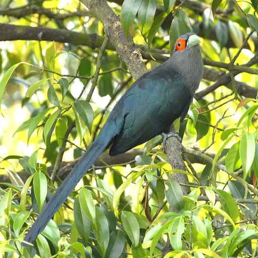 Chestnut-bellied Malkoha (Phaenicophaeus sumatranus)