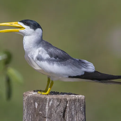 Large-billed Tern (Phaetusa simplex)