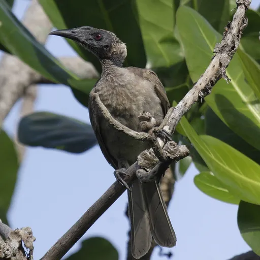 Helmeted Friarbird (Philemon buceroides)