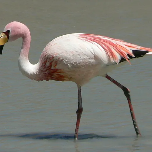 James's Flamingo (Phoenicoparrus jamesi)