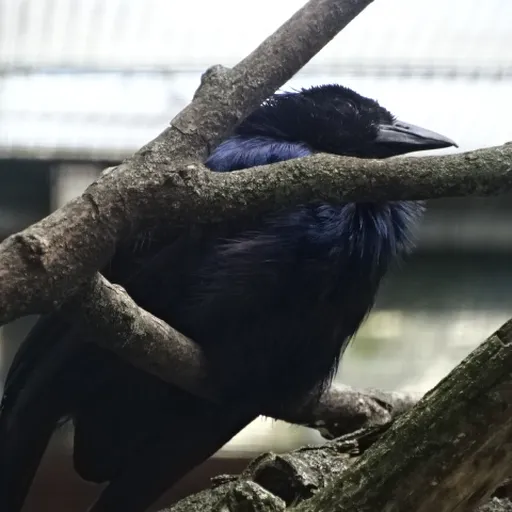 Trumpet Manucode (Phonygammus keraudrenii)