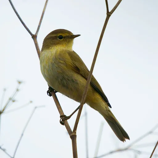 Iberian Chiffchaff (Phylloscopus ibericus)