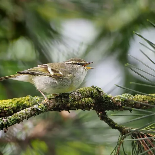 Yellow-browed Warbler (Phylloscopus inornatus)