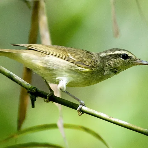 Large-billed Leaf Warbler (Phylloscopus magnirostris)