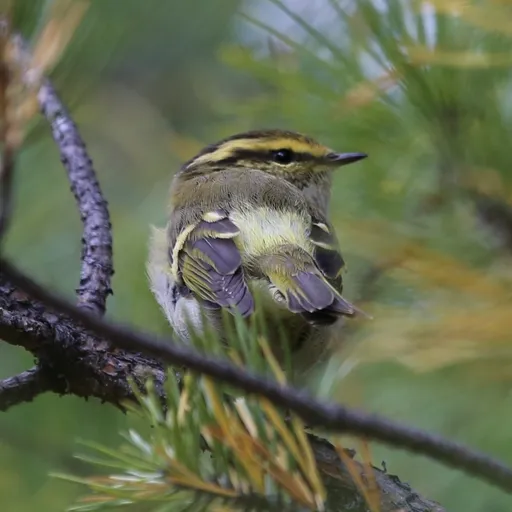 Pallas's Leaf Warbler (Phylloscopus proregulus)