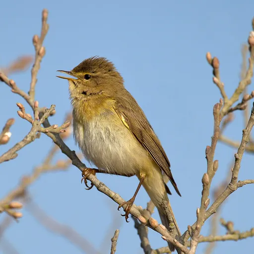 Willow Warbler (Phylloscopus trochilus)