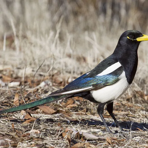 Yellow-billed Magpie (Pica nuttalli)