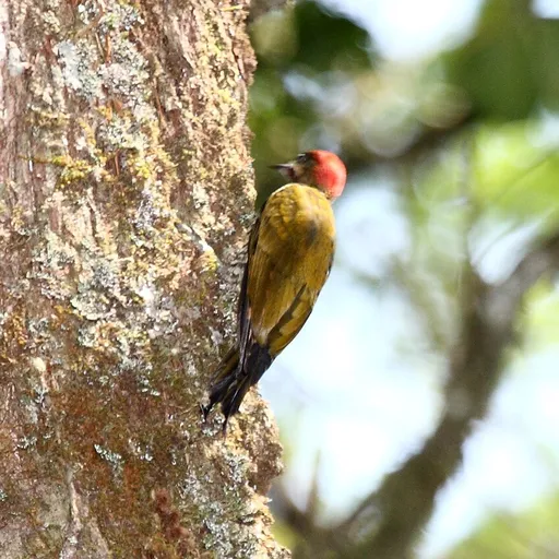 Stripe-cheeked Woodpecker (Piculus callopterus)