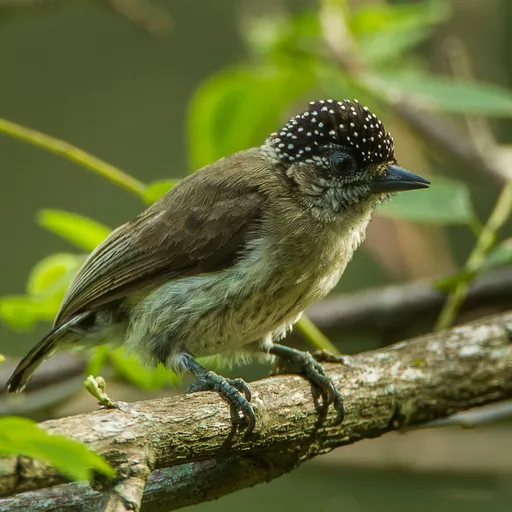 Greyish Piculet (Picumnus granadensis)