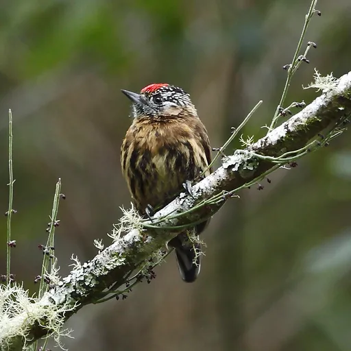 Mottled Piculet (Picumnus nebulosus)