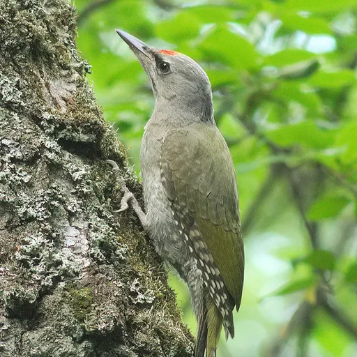 Grey-headed Woodpecker (Picus canus)