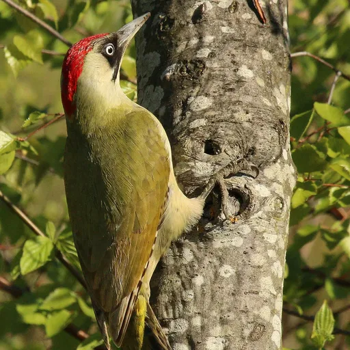 European Green Woodpecker (Picus viridis)