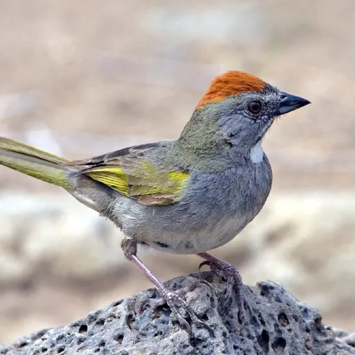 Green-tailed Towhee (Pipilo chlorurus)