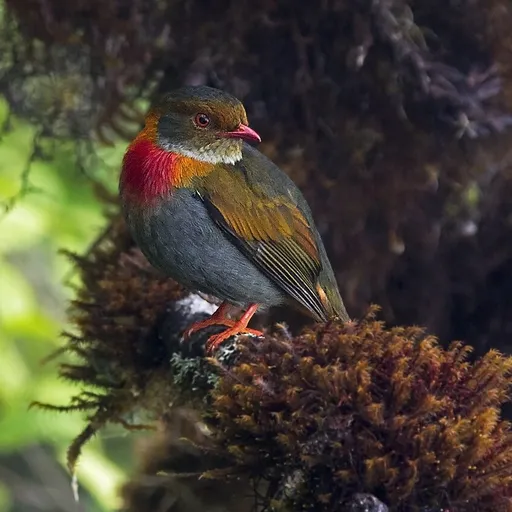 Red-banded Fruiteater (Pipreola whitelyi)