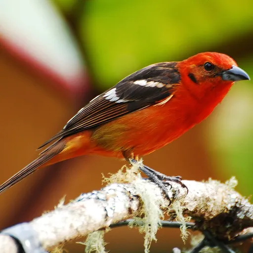 Flame-colored Tanager (Piranga bidentata)