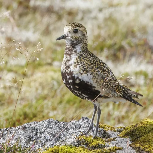 European Golden Plover (Pluvialis apricaria)