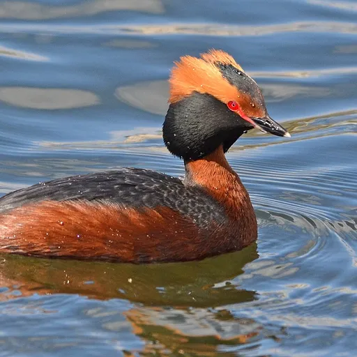 Horned Grebe (Podiceps auritus)