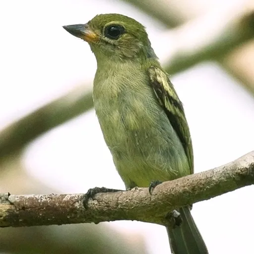 Green Tinkerbird (Pogoniulus simplex)