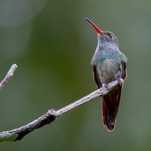 Charming Hummingbird (Polyerata decora)