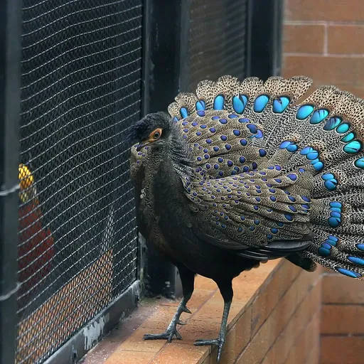 Malayan Peacock-Pheasant (Polyplectron malacense)
