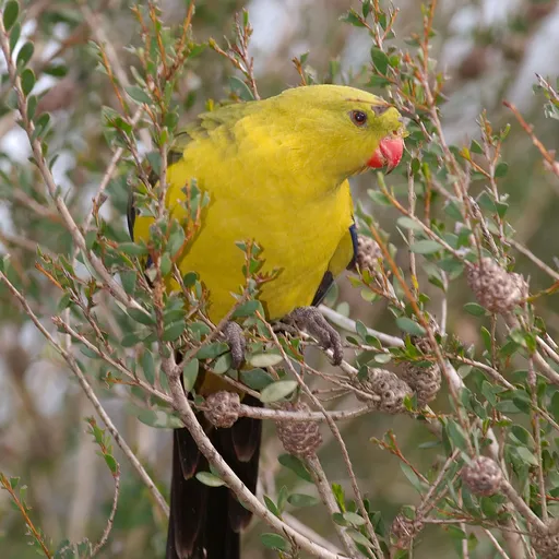 Regent Parrot (Polytelis anthopeplus)