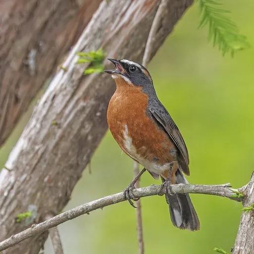 Black-and-rufous Warbling Finch (Poospiza nigrorufa)