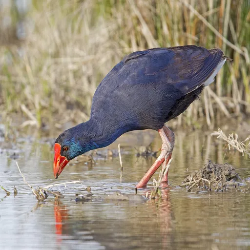 Western Swamphen (Porphyrio porphyrio)
