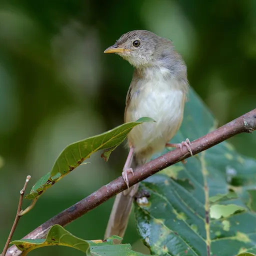 Brown Prinia (Prinia polychroa)