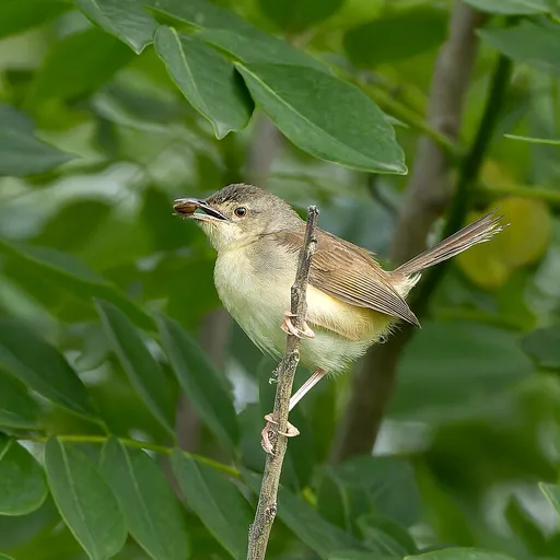 Jungle Prinia (Prinia sylvatica)