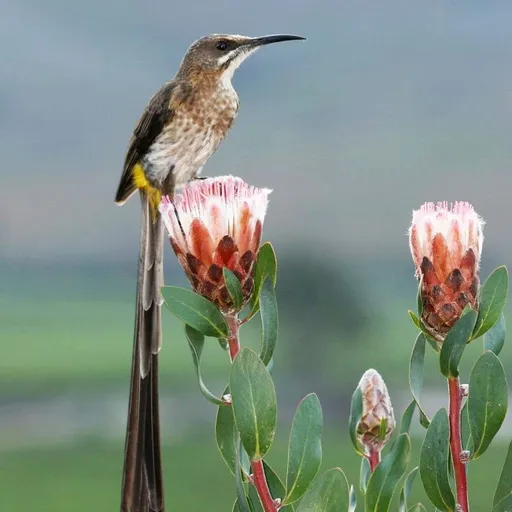 Cape Sugarbird (Promerops cafer)