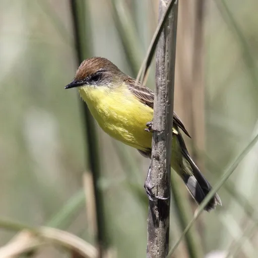 Warbling Doradito (Pseudocolopteryx flaviventris)