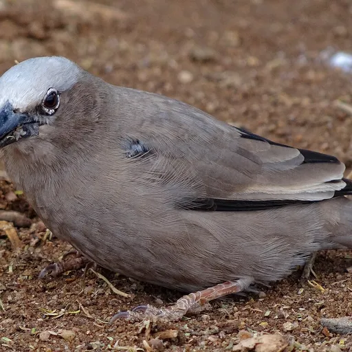 Grey-capped Social Weaver (Pseudonigrita arnaudi)