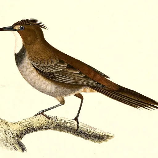 White-throated Cacholote (Pseudoseisura gutturalis)
