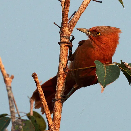 Grey-crested Cacholote (Pseudoseisura unirufa)