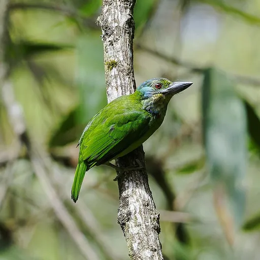 Mountain Barbet (Psilopogon monticola)